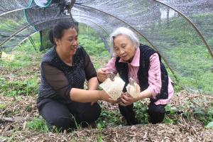 “竹荪婆婆”黄文培：“培”梦青山，耕耘乡村振兴路