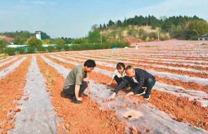 夯实粮食安全根基 促进农民增收致富