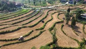 广安区抢抓时节绘就来年好“丰”景！