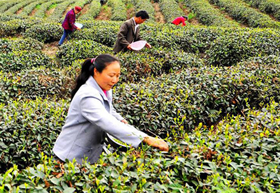 早春富硒茶开采啦！