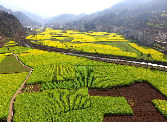 油菜花开遍地金1.jpg