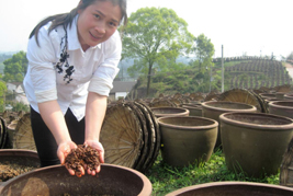 古法酿造助农家女“黄金豆”产业旺