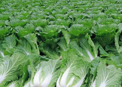 防治大白菜干烧心