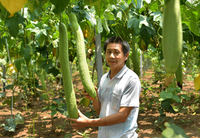 “工业丝瓜”获丰收