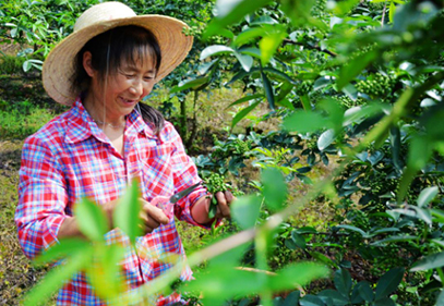 科学种植奔小康