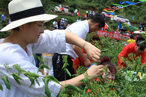 银花开 “金银”来