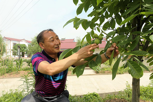核桃挂果了 村支书笑了