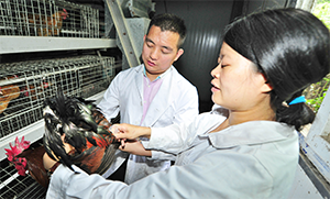养殖优良乌骨鸡 科学繁育饲养是关键