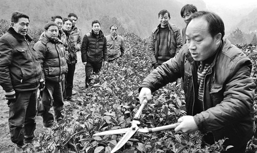 茶树防冻莫马虎 受损补救应科学 