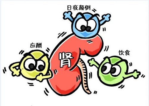 肾病不同时期的营养治疗（下）