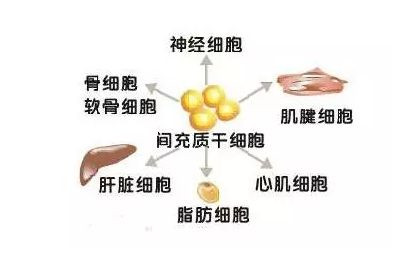 美国科学家发现人体新器官间质组织