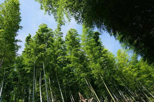 地震10年，回望北川羌山那片竹海