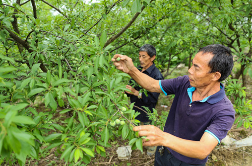 增收致富靠“李”