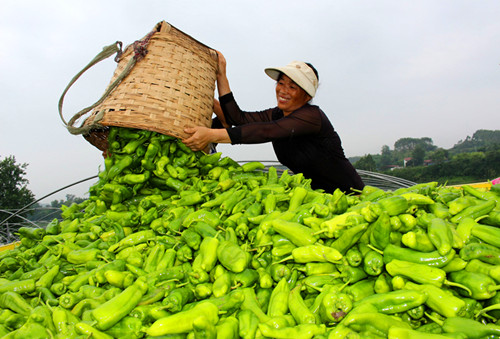 “订单海椒”助脱贫