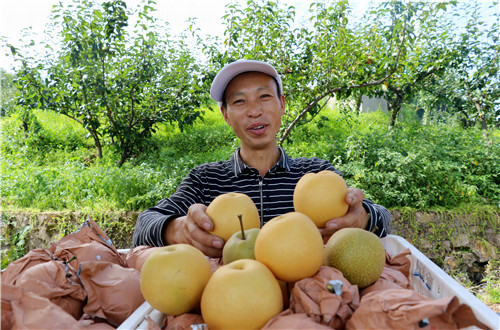 蜜梨甜 果农乐
