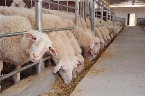 湖羊正有序的进食.jpg 湖羊正有序的进食.jpg