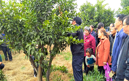 橘乡党委组织种植户开展柑橘种植技术培训。AA.jpg
