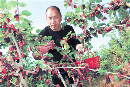 桑葚熟了