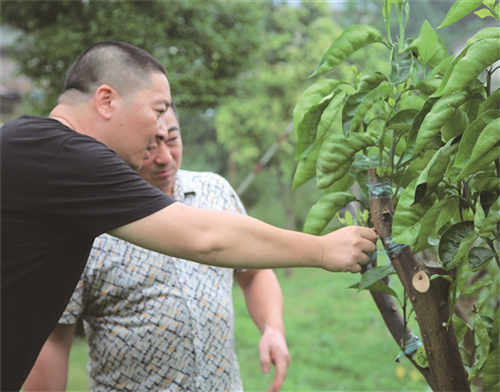 高强： 脚踏实地帮助群众增收致富