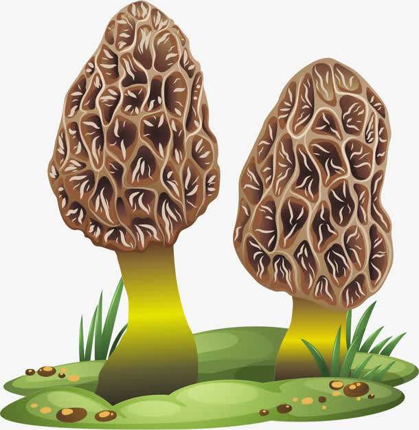 羊肚菌助“飞虎村”变文明村