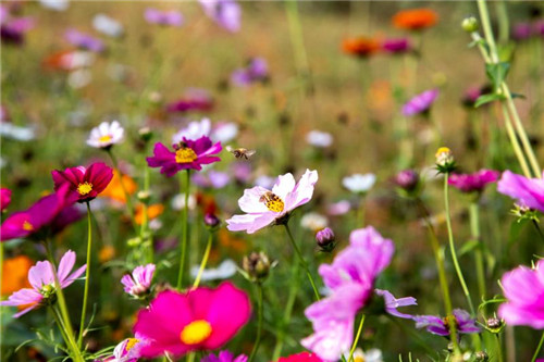通济堰河边蜂飞花舞。梁卫东 摄.jpg