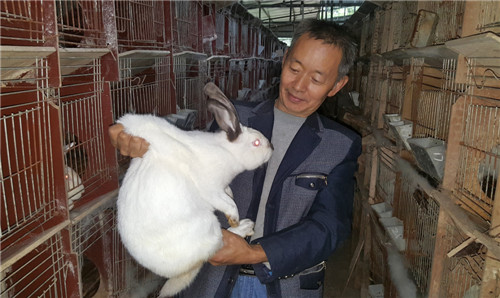 赵以太在兔舍查看獭兔病情_副本.jpg