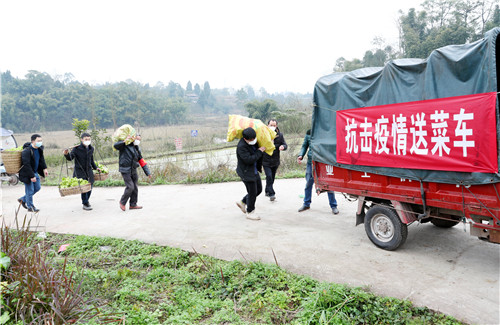 磨盘村干部、村民正在将收割的儿菜齐心协办送往公路上装车.jpg