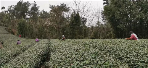 五通桥区：“季节性用工”助力春茶采摘