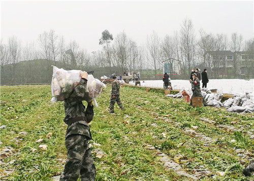 民兵帮忙抢收支援武汉蔬菜.jpg