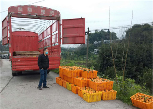 石麟镇耙耙柑装箱计重装车.jpg