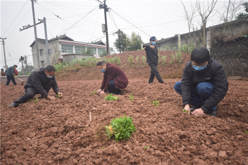 示范栽植.jpg