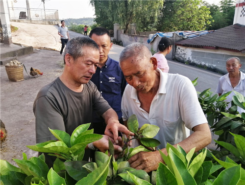 图为汤福义（左）现场指导村民修剪树枝.jpg