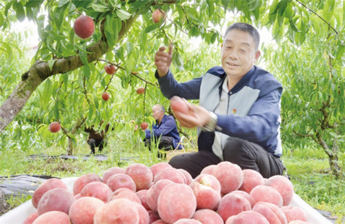 村党员干部和村民在采摘桃子.jpg
