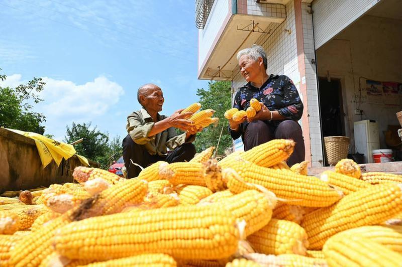 玉米大丰收