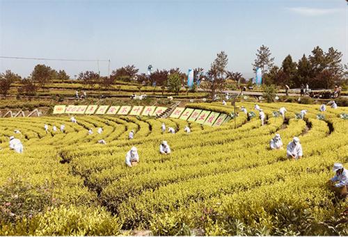 2024年川渝茶叶行业职工职业技能大赛乐山队选手获团体奖和个人奖
