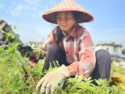 青神县：稻田飘药香 川芎收获忙