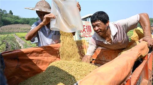 东兴区：金秋时节稻飘香
