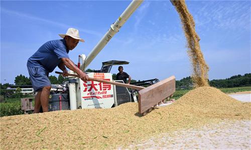 东兴区：稻客入川助秋收