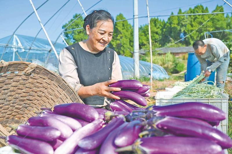 蔬菜大丰收