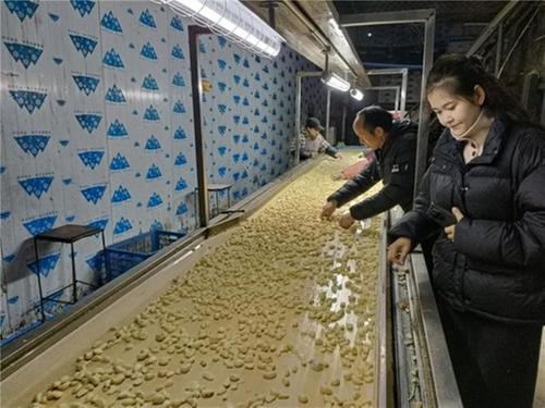 简阳市：生产忙不停 乡村产业旺